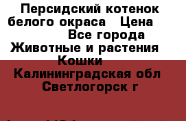 Персидский котенок белого окраса › Цена ­ 35 000 - Все города Животные и растения » Кошки   . Калининградская обл.,Светлогорск г.